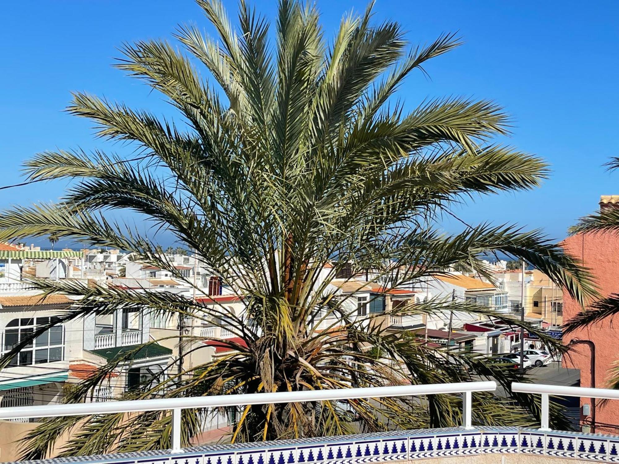 Anna'S Garden Bed & Breakfast Torrevieja Exterior photo